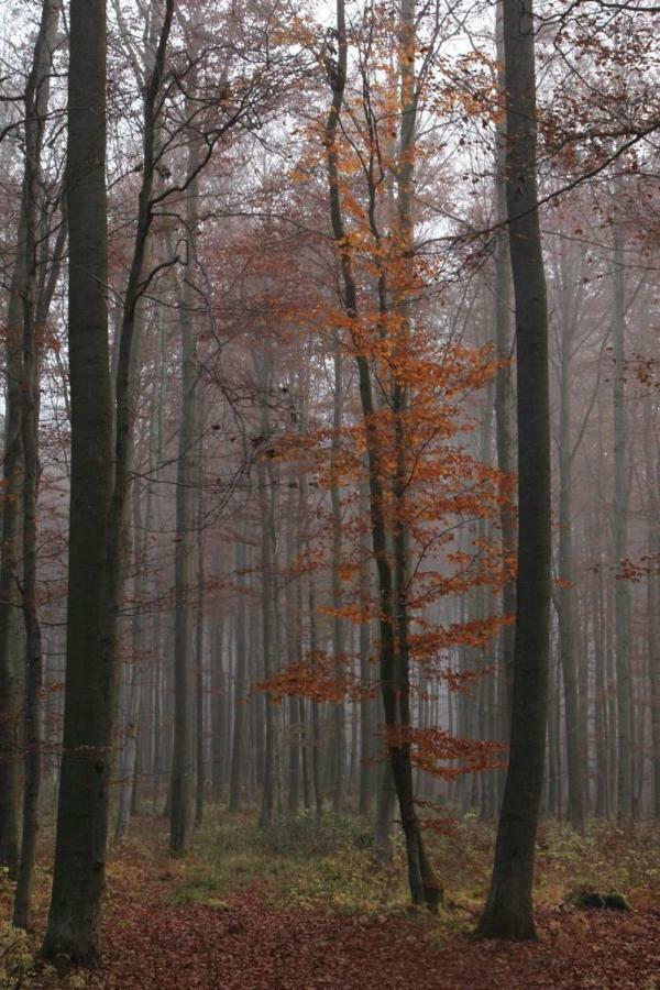Gasthuis Walddorf Winterberg